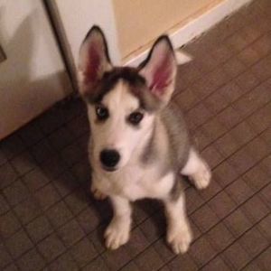 Meet your Posher, Crystal